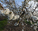 Orchard Blossom 94